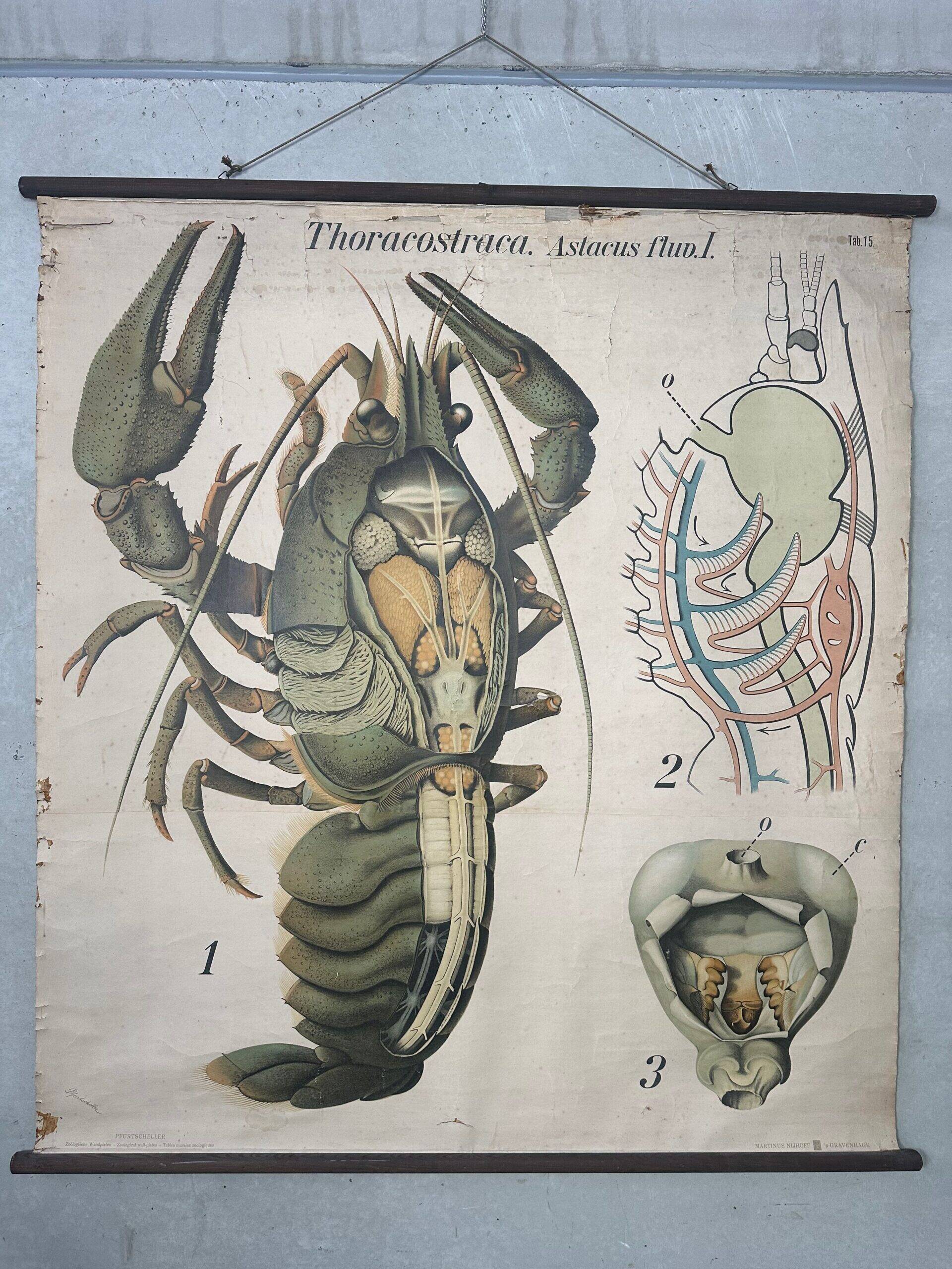 Vintage XL linen school chart – the lobster