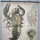 Vintage XL linen school chart – the lobster
