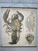 Vintage XL linen school chart – the lobster