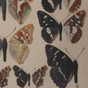 Roger metaye : papillons marrons et violets, aquarelle originale signée