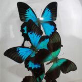 Flight of butterflies under globe