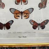 Butterfly frame