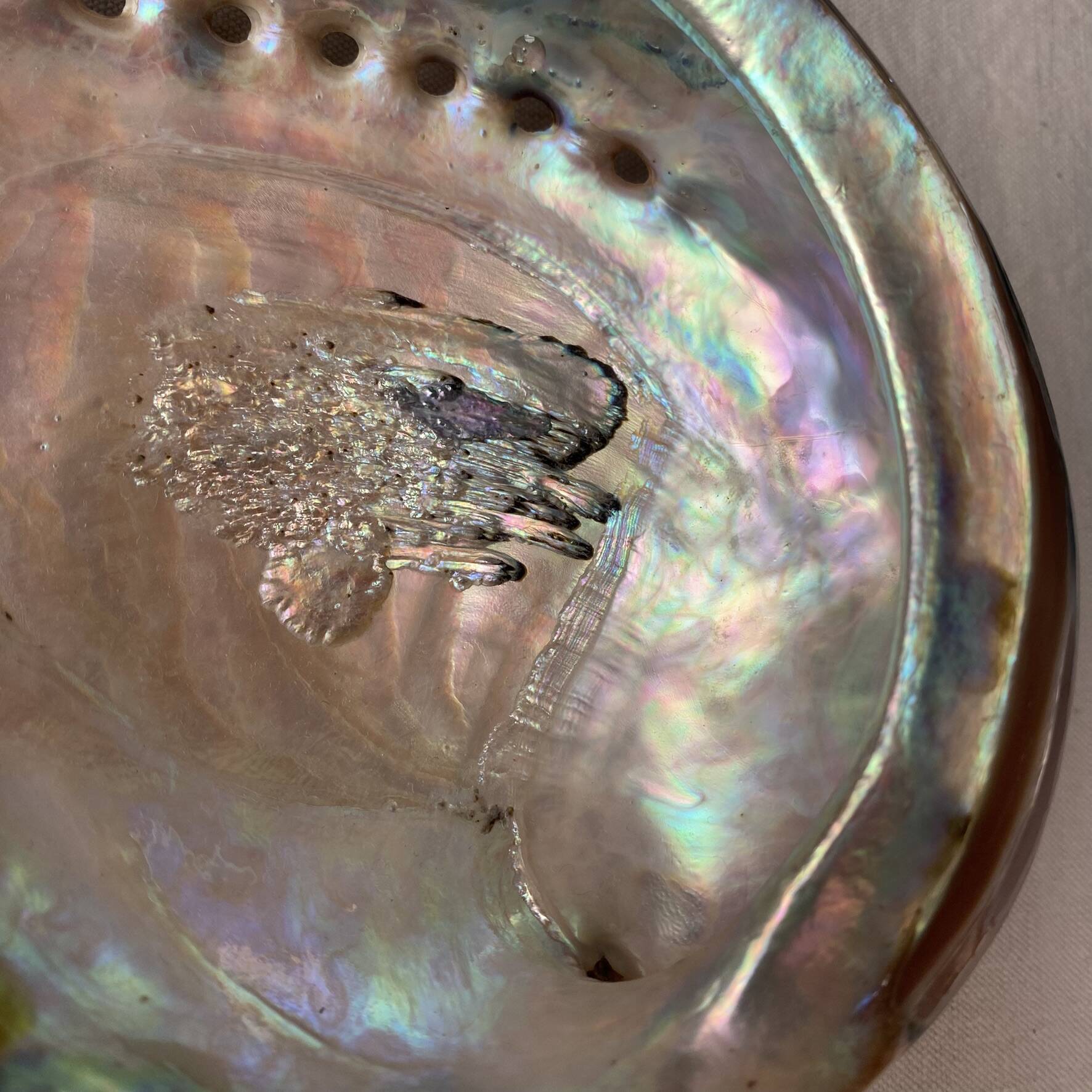 Polished abalone shell, catch-all or decorative object.