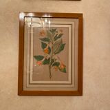 Illustrations ancienne fleurs