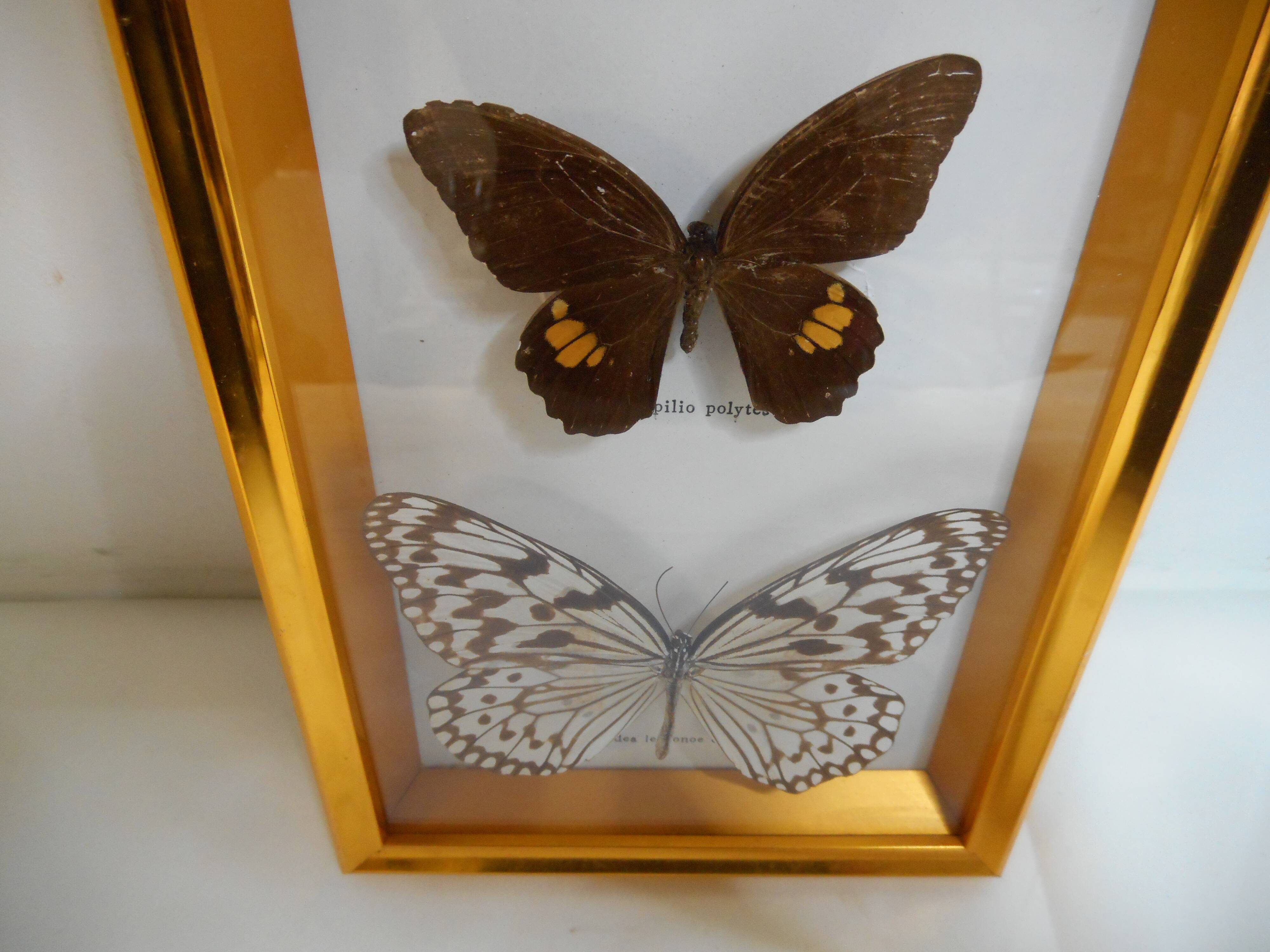 Butterflies naturalized under framework