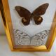 Butterflies naturalized under framework
