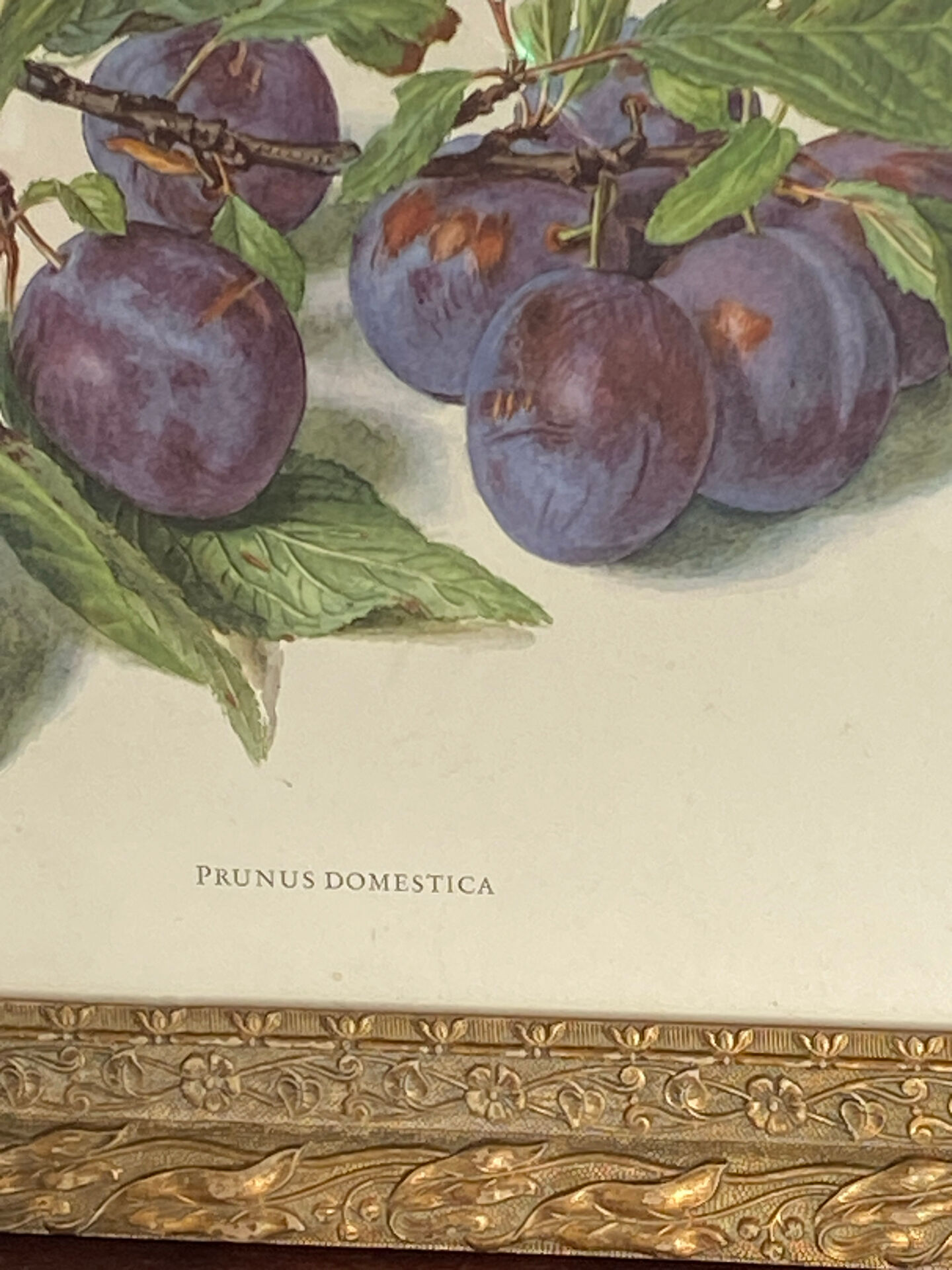 Botanical poster, Prunus Domestica, framed in glass wood.