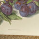 Botanical poster, Prunus Domestica, framed in glass wood.