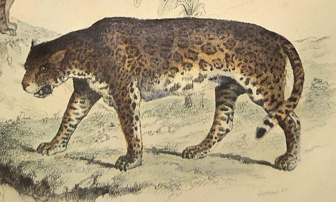 Original zoological plate of 1839 "leopard"