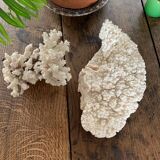 White coral 33 cm