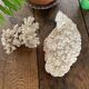 Corail blanc 33 cm