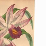 Botanical Engraving 1871 - Thunia Orchid - Flower, Antique Lithograph