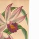 Botanical Engraving 1871 - Thunia Orchid - Flower, Antique Lithograph