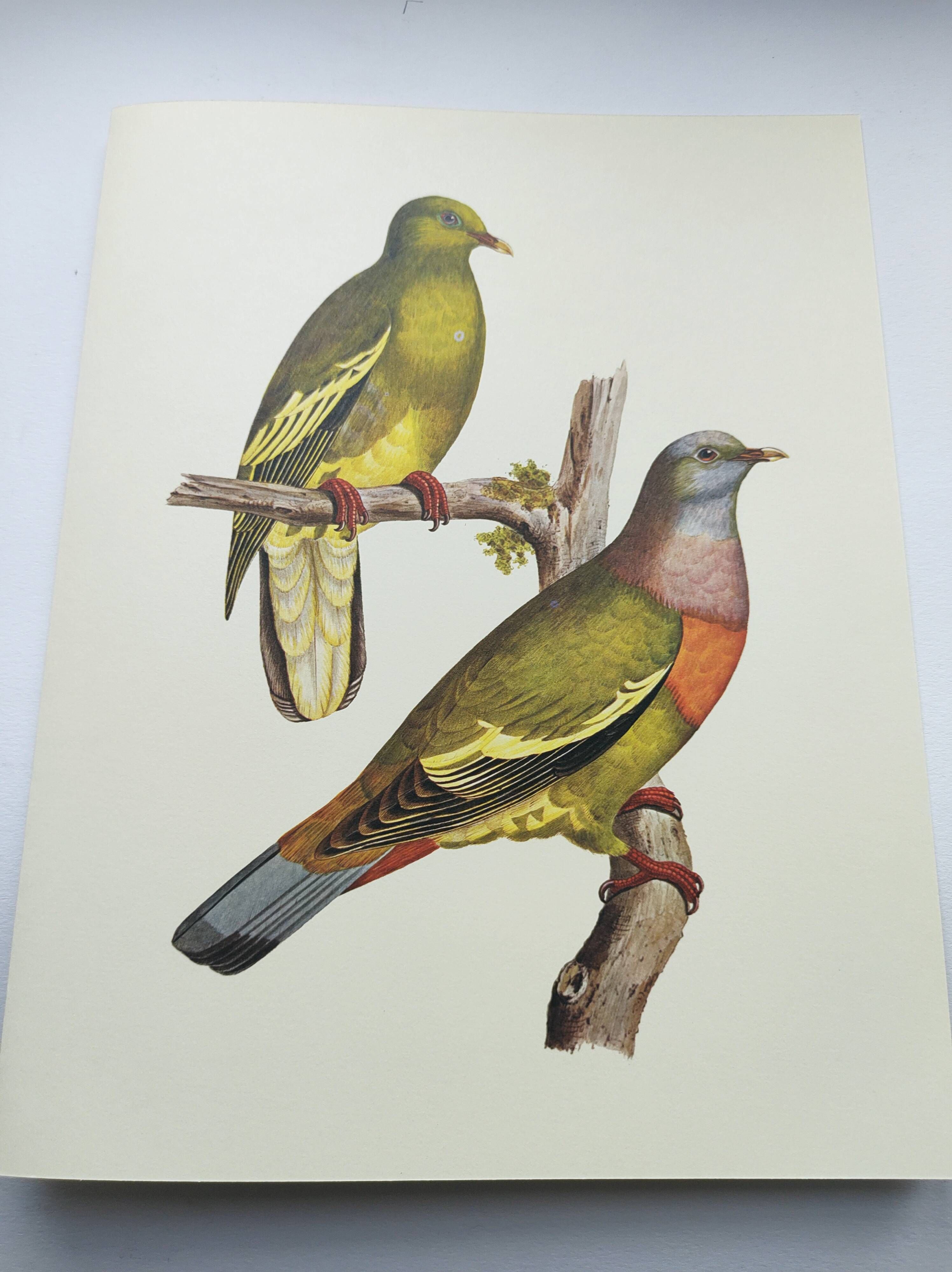 Old plate - Colombar girouanne - Vintage zoological and ornithological illustration from 1970