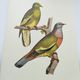 Old plate - Colombar girouanne - Vintage zoological and ornithological illustration from 1970