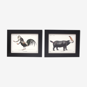 Set of 2 framed chimera lithography animal engraving