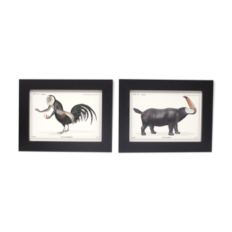 Set of 2 framed chimera lithography animal engraving