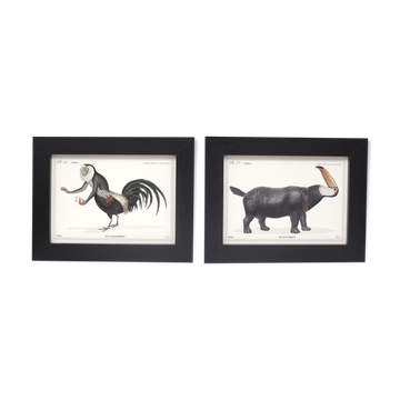 Set of 2 framed chimera lithograph animal engraving