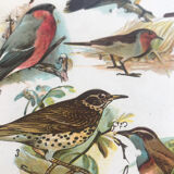Planche originale oiseaux chanteurs