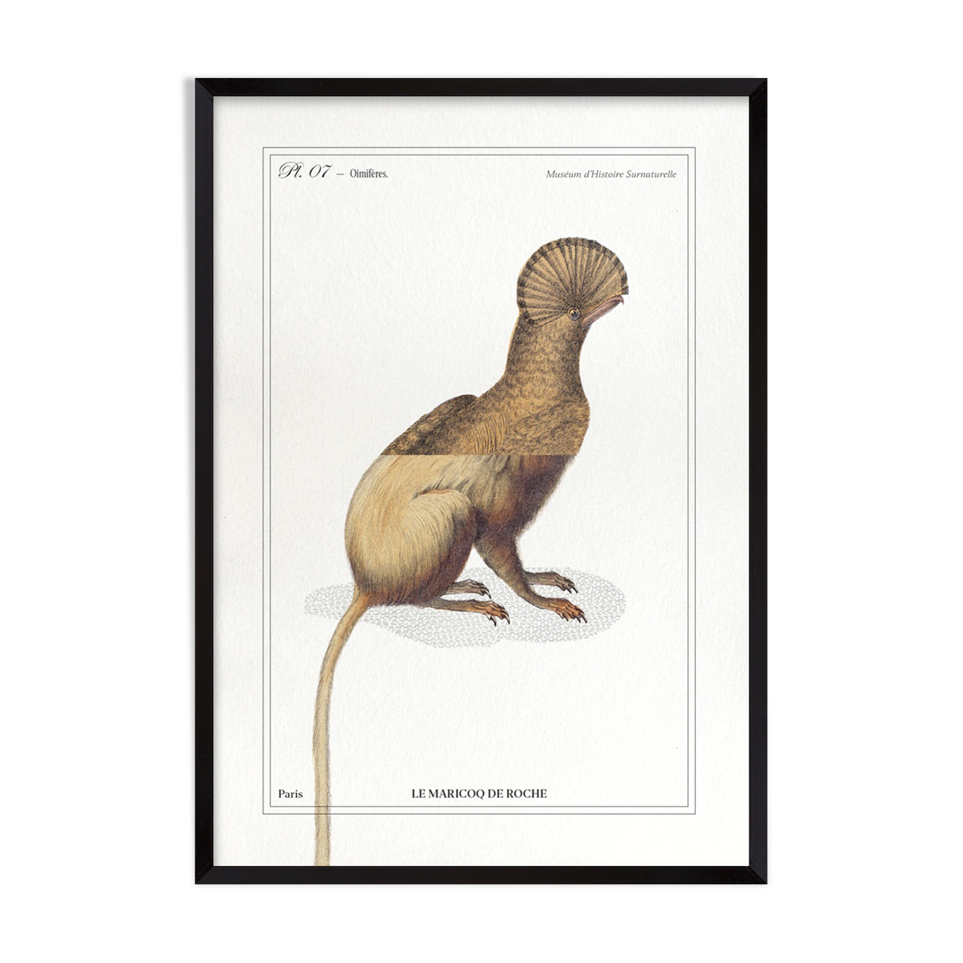 Chimera lithograph animal engraving - the maricoq