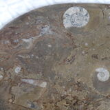 Fossil natural stone top