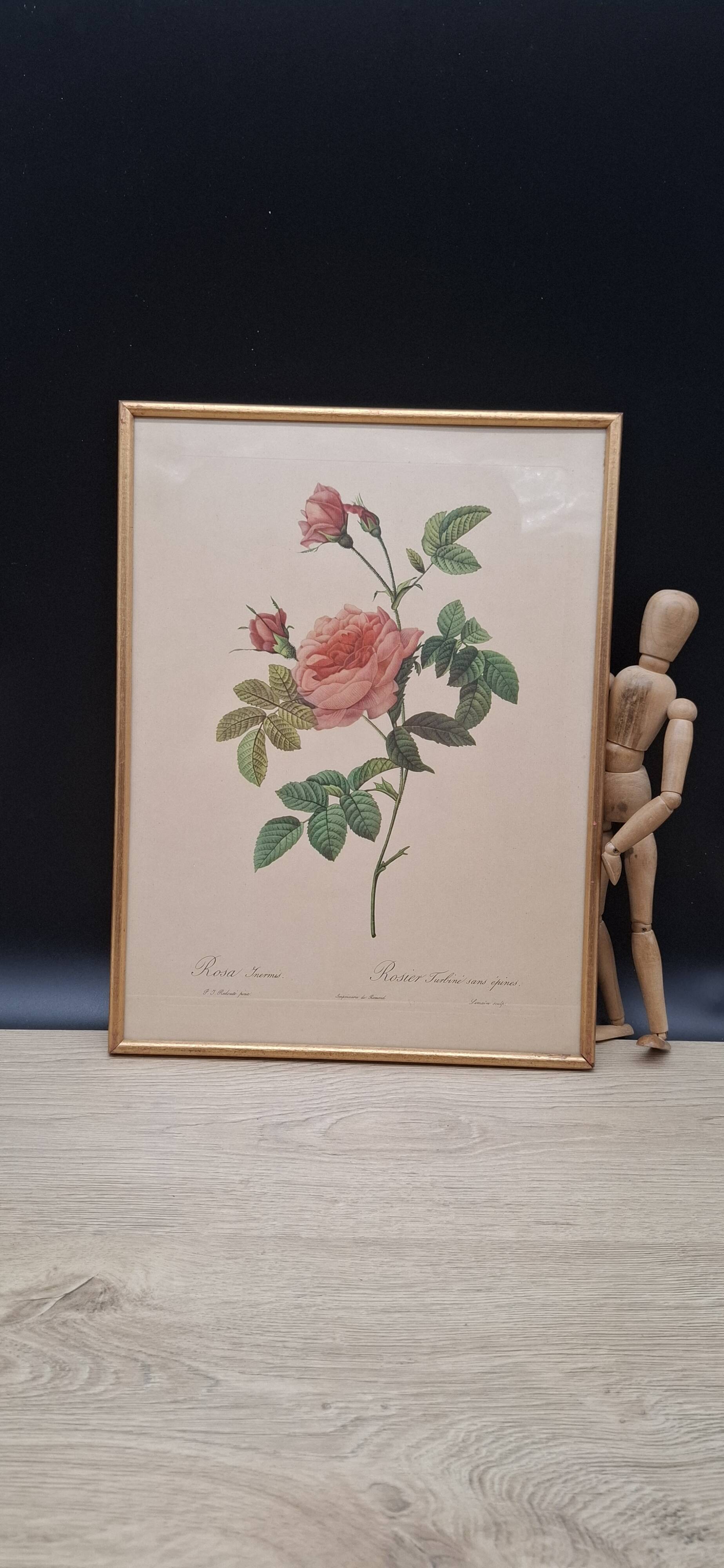 Lithographie PJ Redouté Rosier Turbiné sans épines