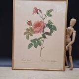 Lithographie PJ Redouté Rosier Turbiné sans épines