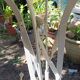 Eiffel garden table from the 19th century in wrought iron – round white top Ø 60 cm