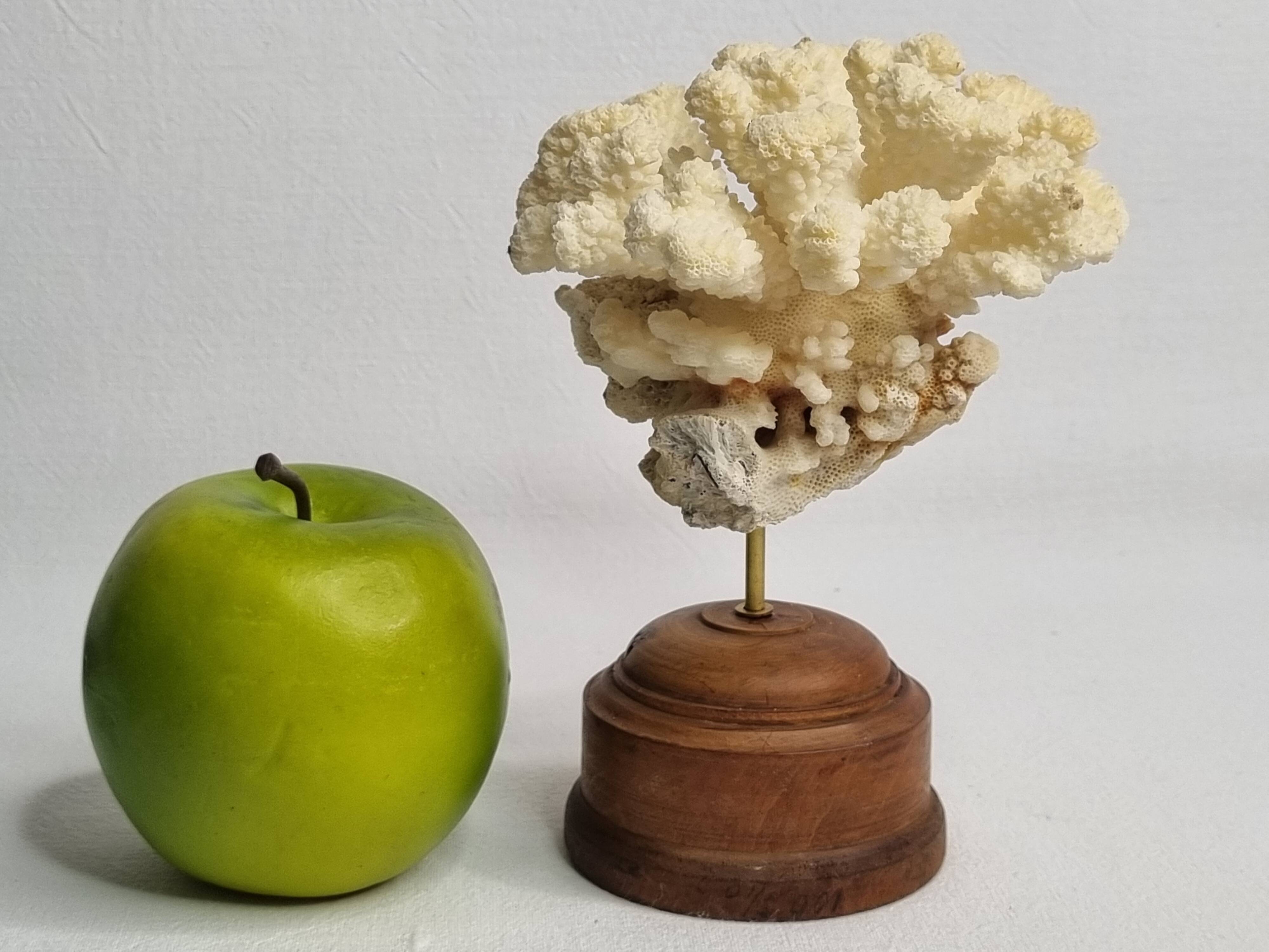 Antique natural coral mounted on turned wooden base, 17 cm