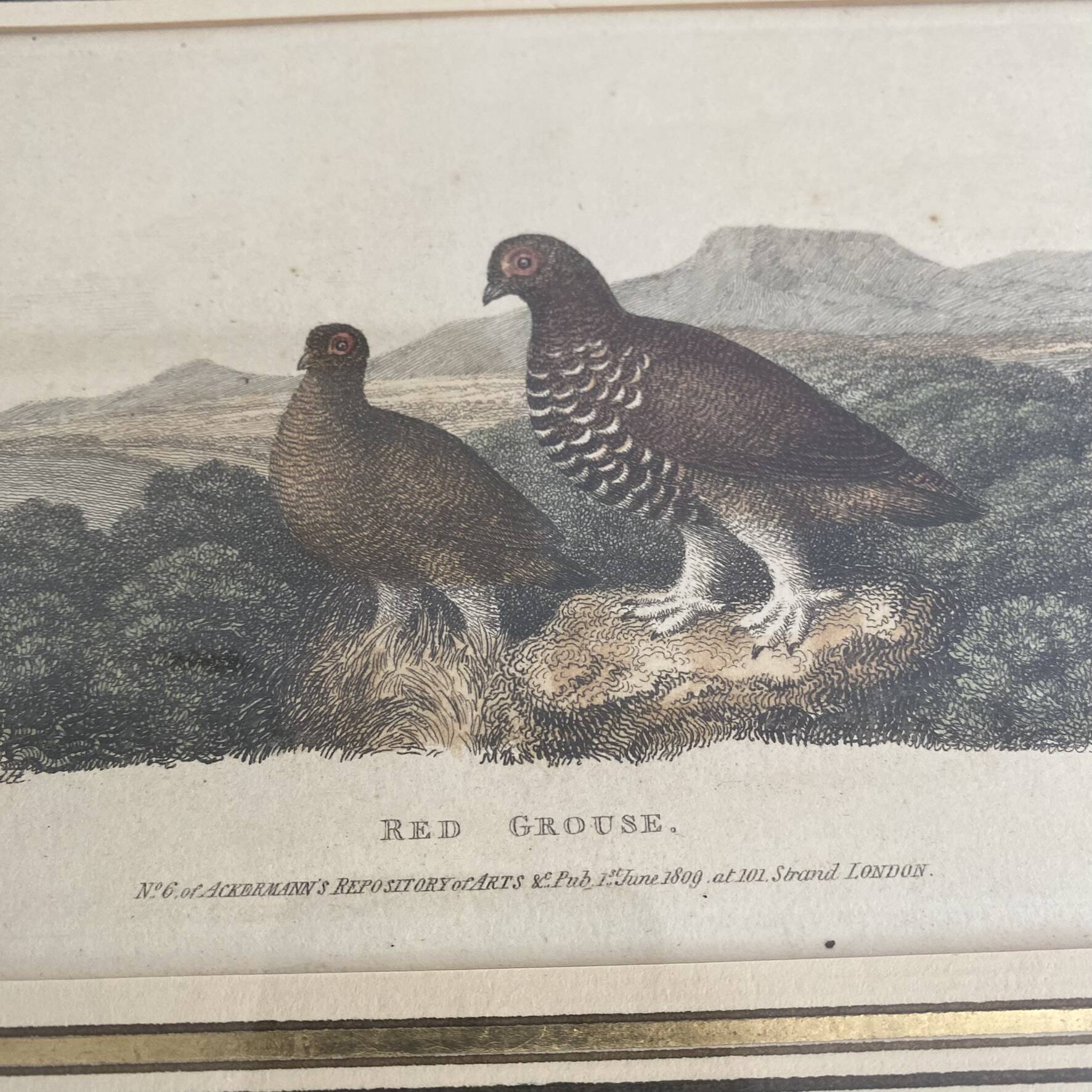 Old framed engraving of birds "red grouse"