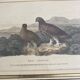 Old framed engraving of birds "red grouse"