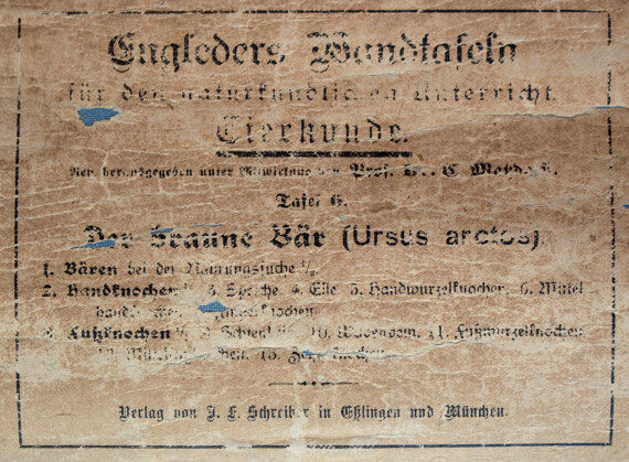 Poster "Brown bear" lithograph by J. F. Schreiber 1893