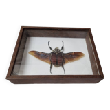 Giant goliathus beetle stuffed