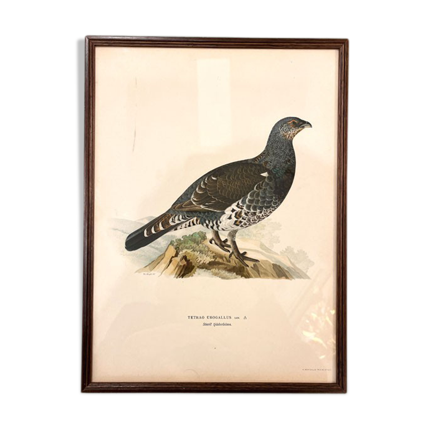 Old board framed under glass, bird