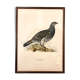 Ancienne planche encadrée sous verre, oiseau
