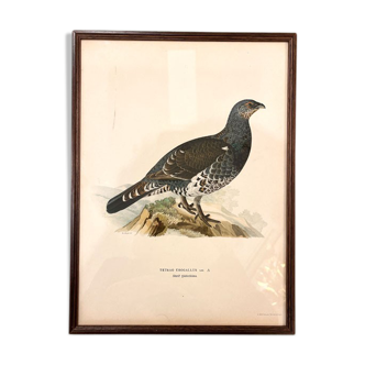 Old board framed under glass, bird