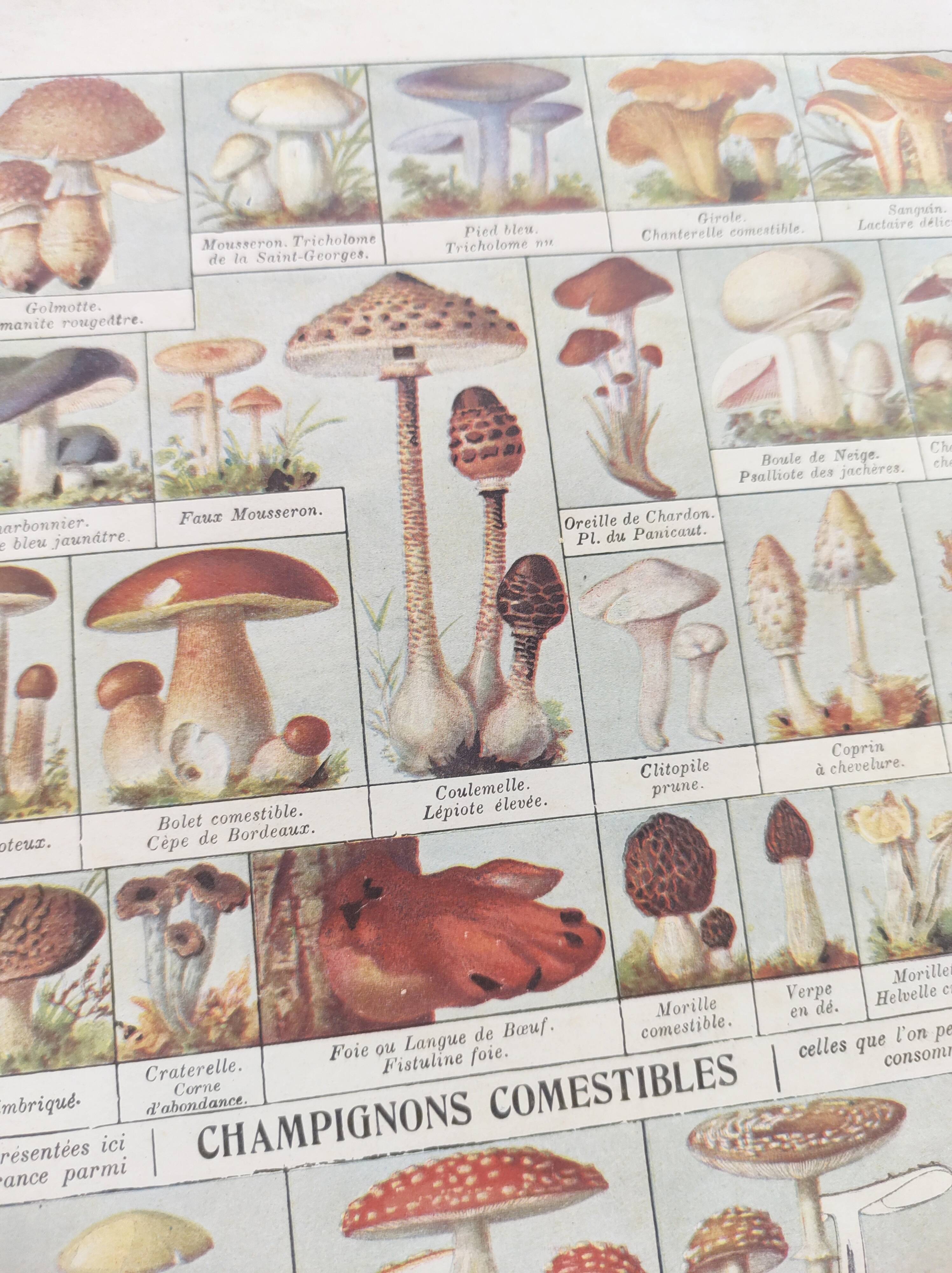 Old engraving • Mushrooms • Original botanical plate from 1920