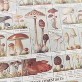Old engraving • Mushrooms • Original botanical plate from 1920