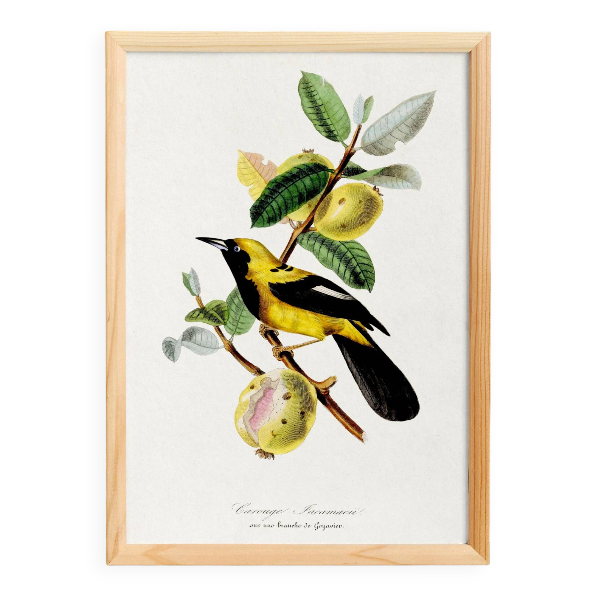 Poster about the Jacamar (exotic bird), based on an old engraving