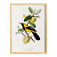 Poster about the Jacamar (exotic bird), based on an old engraving