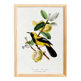 Poster about the Jacamar (exotic bird), based on an old engraving
