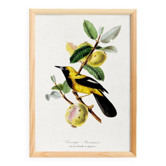 Poster about the Jacamar (exotic bird), based on an old engraving