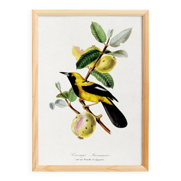 Poster about the Jacamar (exotic bird), based on an old engraving