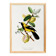 Poster about the Jacamar (exotic bird), based on an old engraving