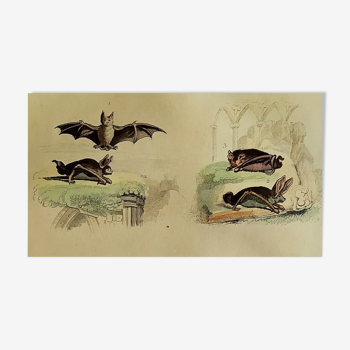 Planche Ornithologique originale " Chauve souris - Oreillard - &c... " Buffon 1836