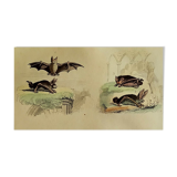 Planche Ornithologique originale " Chauve souris - Oreillard - &c... " Buffon 1836