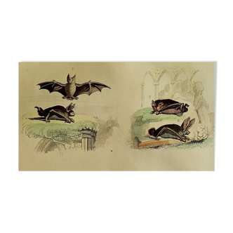 Planche Ornithologique originale " Chauve souris - Oreillard - &c... " Buffon 1836