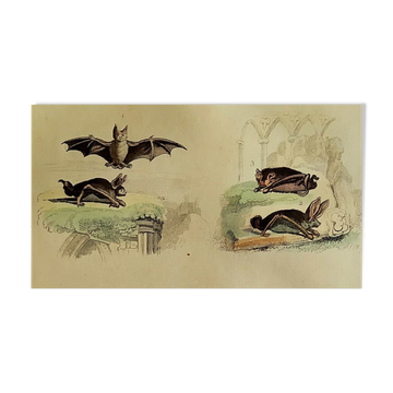 Original ornithological plate "Bat - Long-eared bat - &c..." Buffon 1836