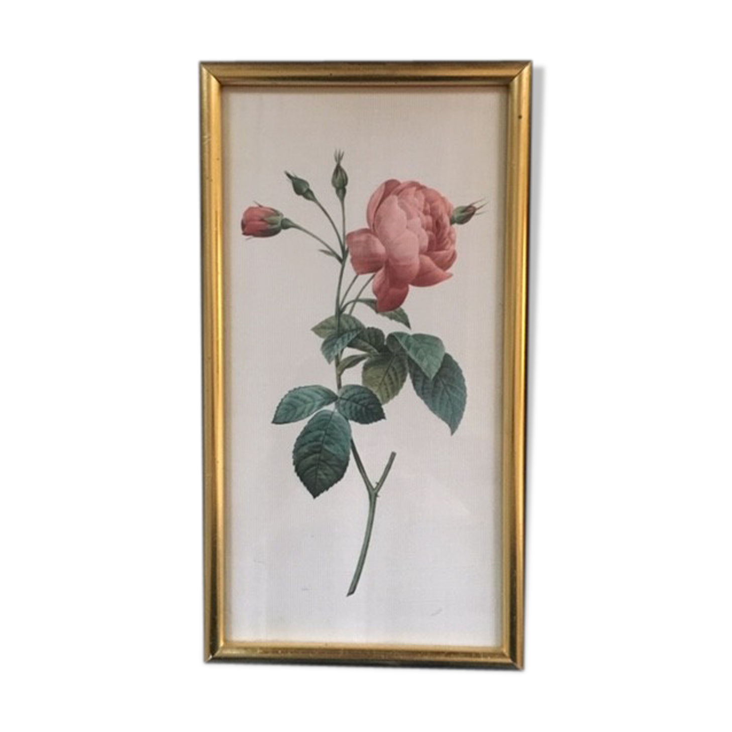 Planche botanique encadrée avec rose