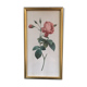 Planche botanique encadrée avec rose